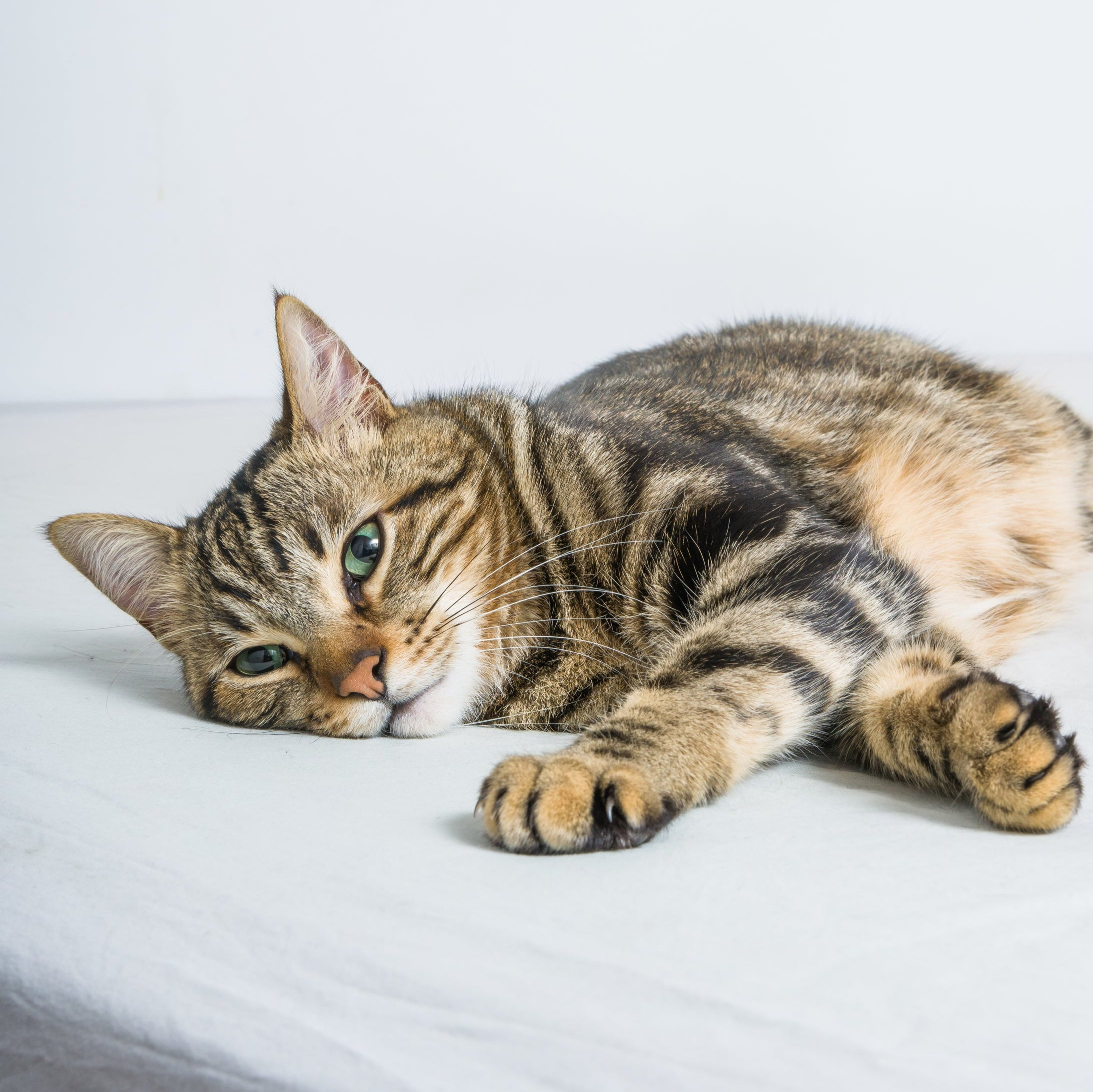 Katzenzubehör