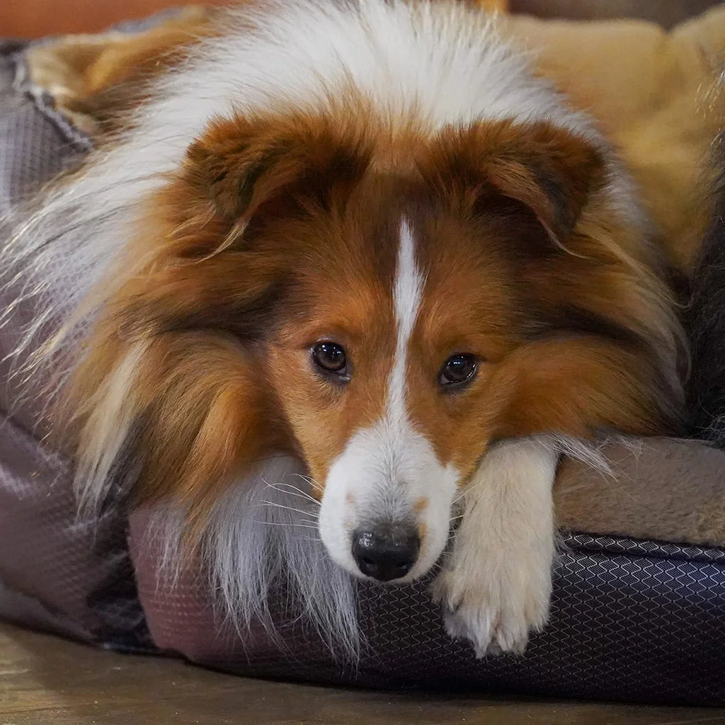 Orthopädisches Hundebett Santorini - isolierendes Wendebett mit Memory Foam, druckentlastend & beidseitig nutzbar für Sommer & Winter (braun)