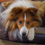 Orthopädisches Hundebett Santorini - isolierendes Wendebett mit Memory Foam, druckentlastend & beidseitig nutzbar für Sommer & Winter (braun)