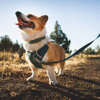 Ruffwear Front Range™ Flex Leine