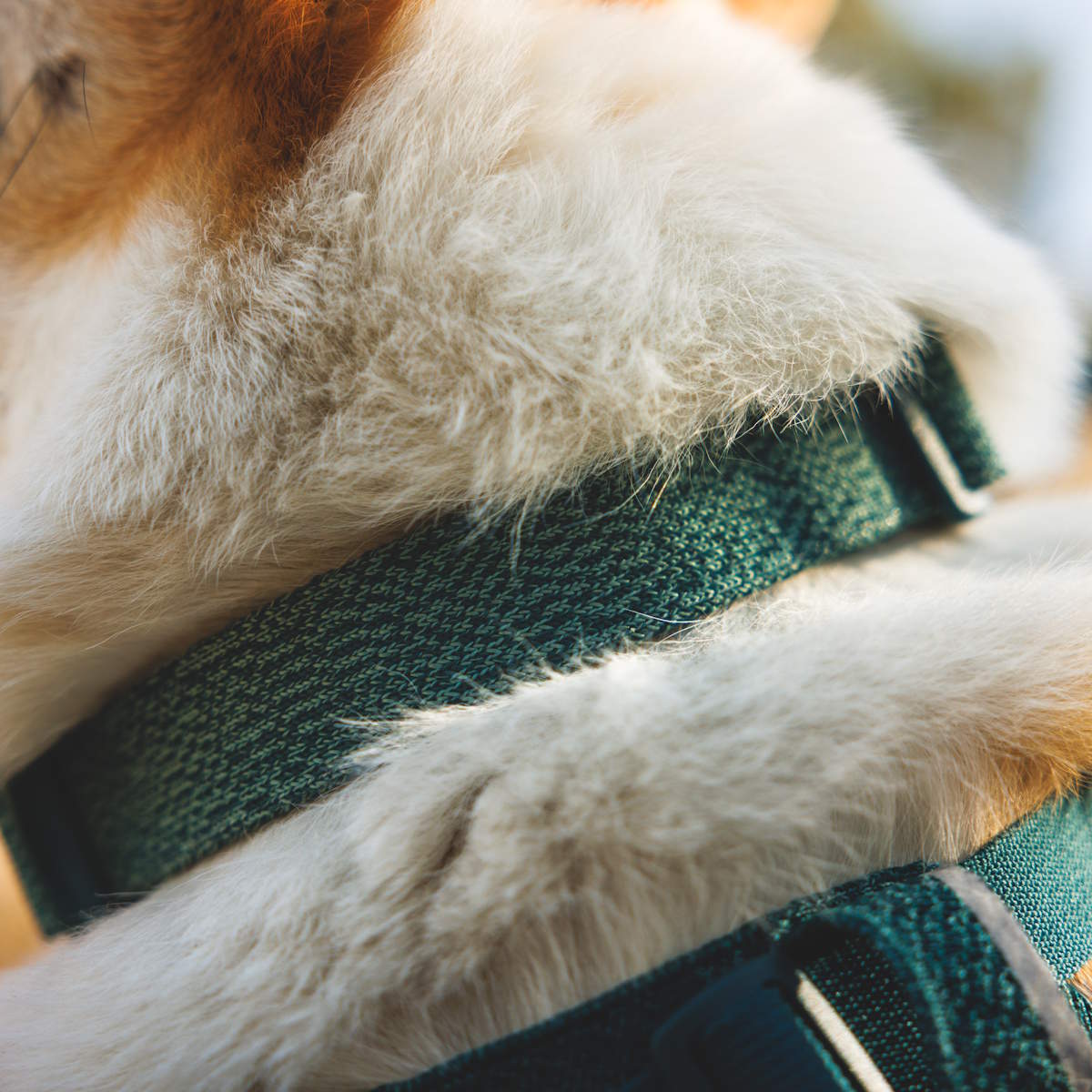 Ruffwear Front Range™ Flex Hundehalsband