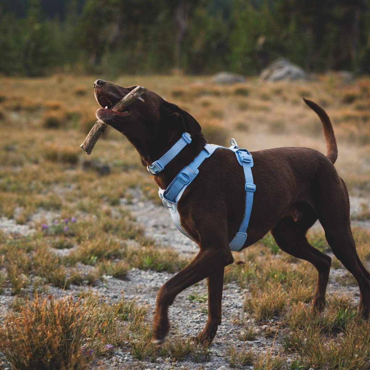Ruffwear Front Range® Flex Hundegeschirr