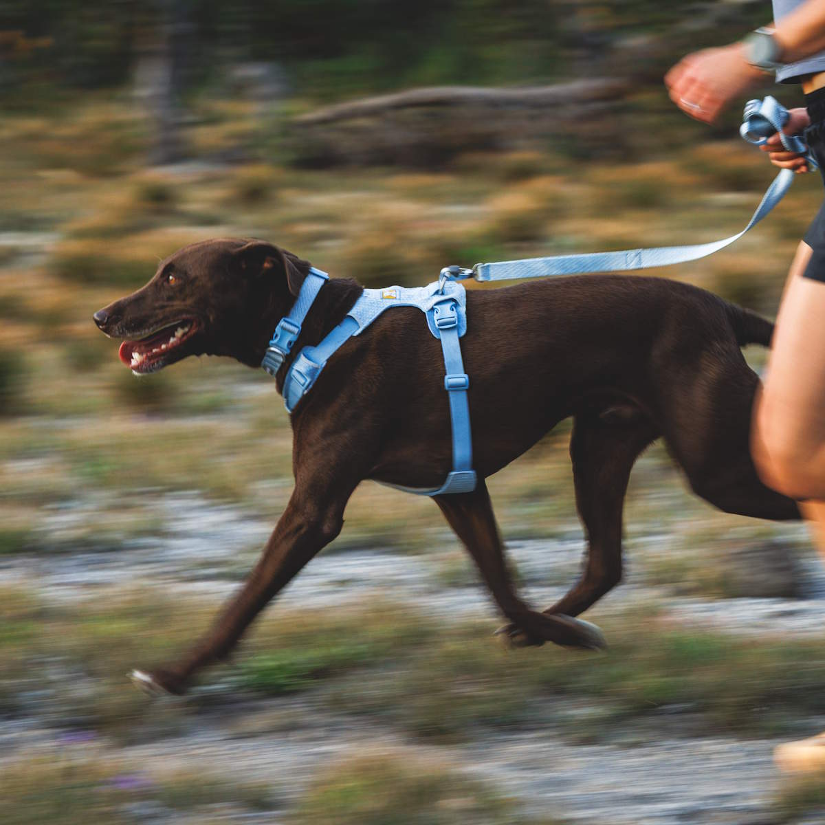 Ruffwear Front Range™ Flex Leine