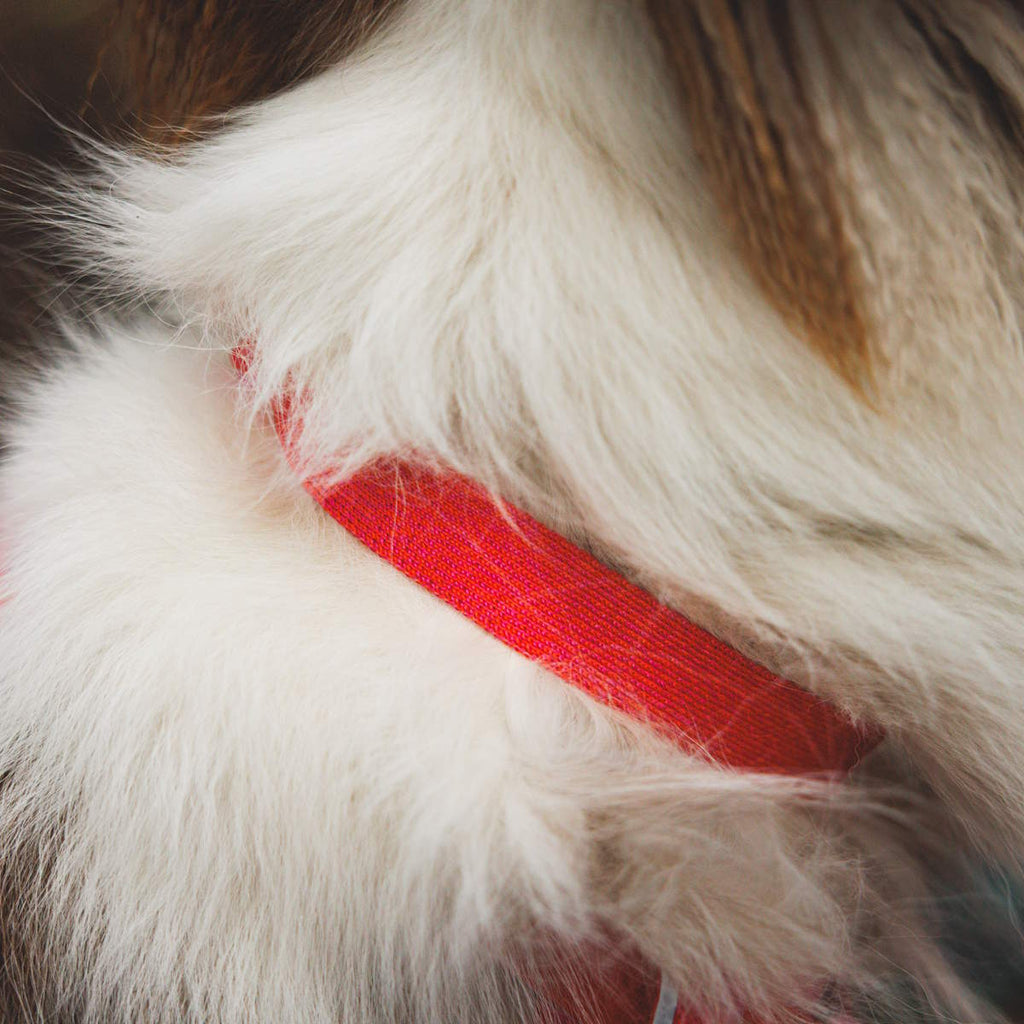 Ruffwear Front Range™ Flex Hundehalsband