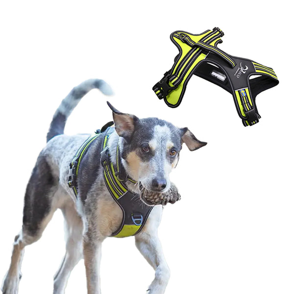 Axaeco Power Hundegeschirr
