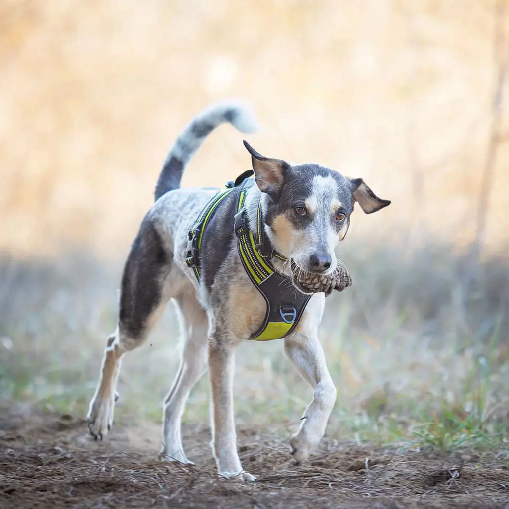 axaeco-power-geschirr-6