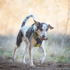 axaeco-power-geschirr-6