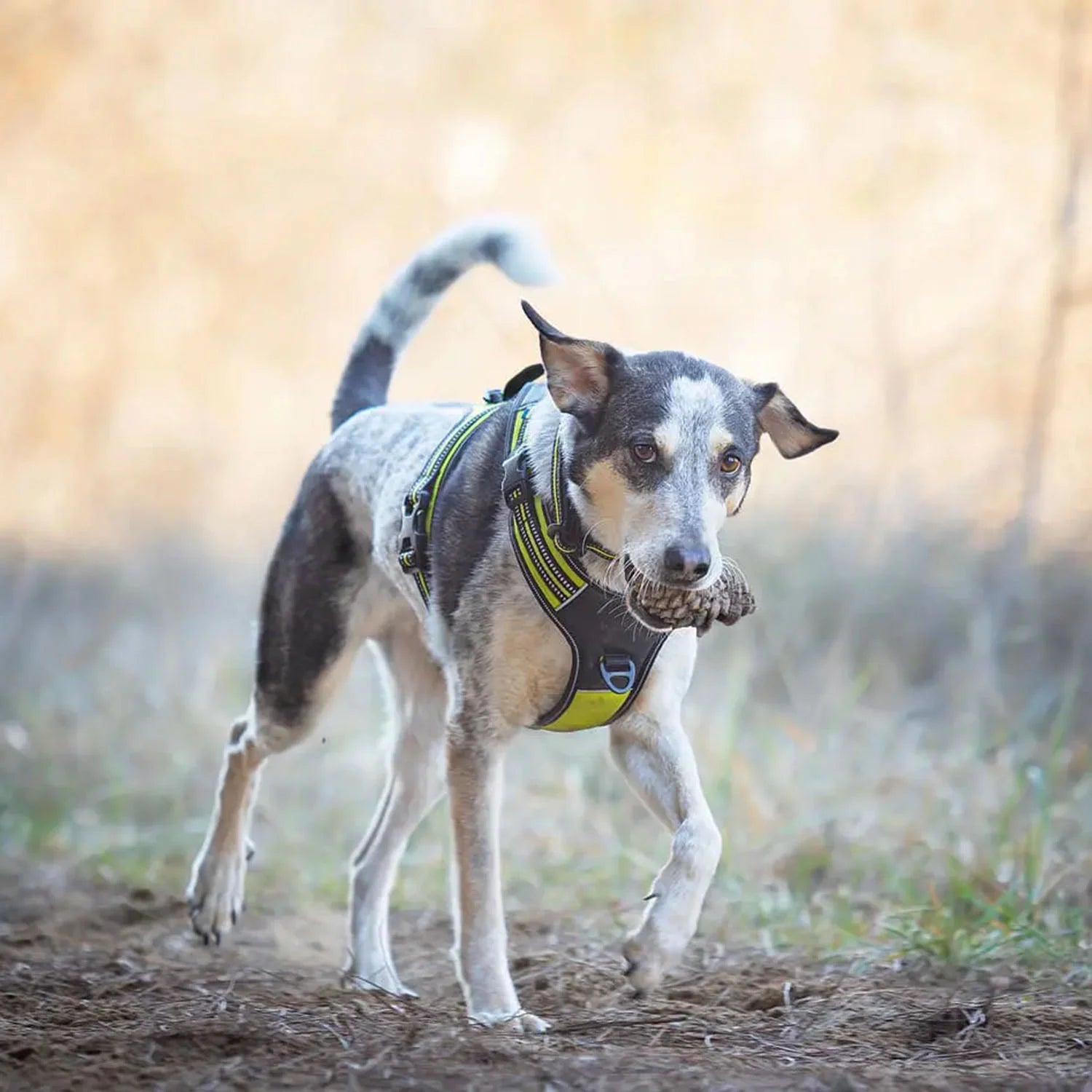 axaeco-power-geschirr-6