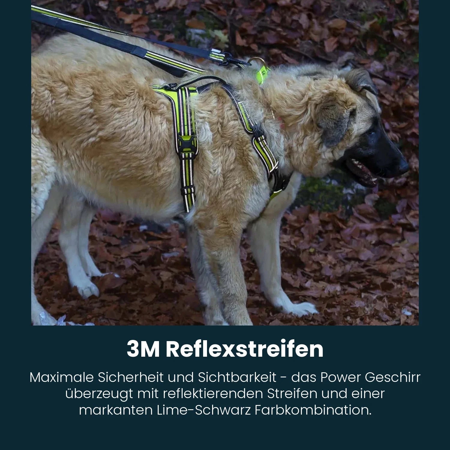 power-geschirr-amazon-1