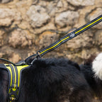 4 Season Elastic Leash 3