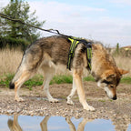 4 Season Elastic Leash 4