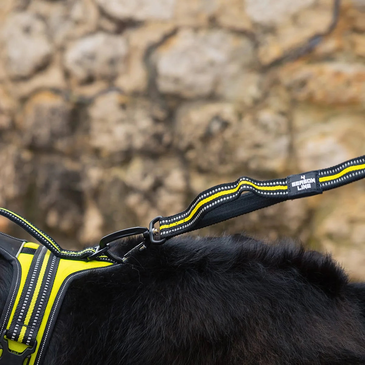 4 Season Elastic Leash 5