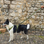 4 Season Elastic Leash 6