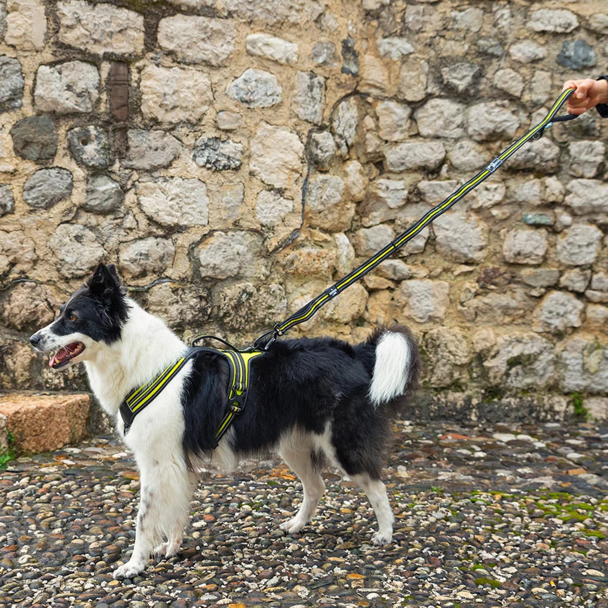 4 Season Elastic Leash 6