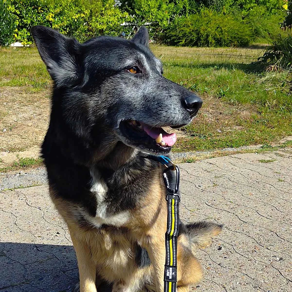 4 Season Elastic Leash 7