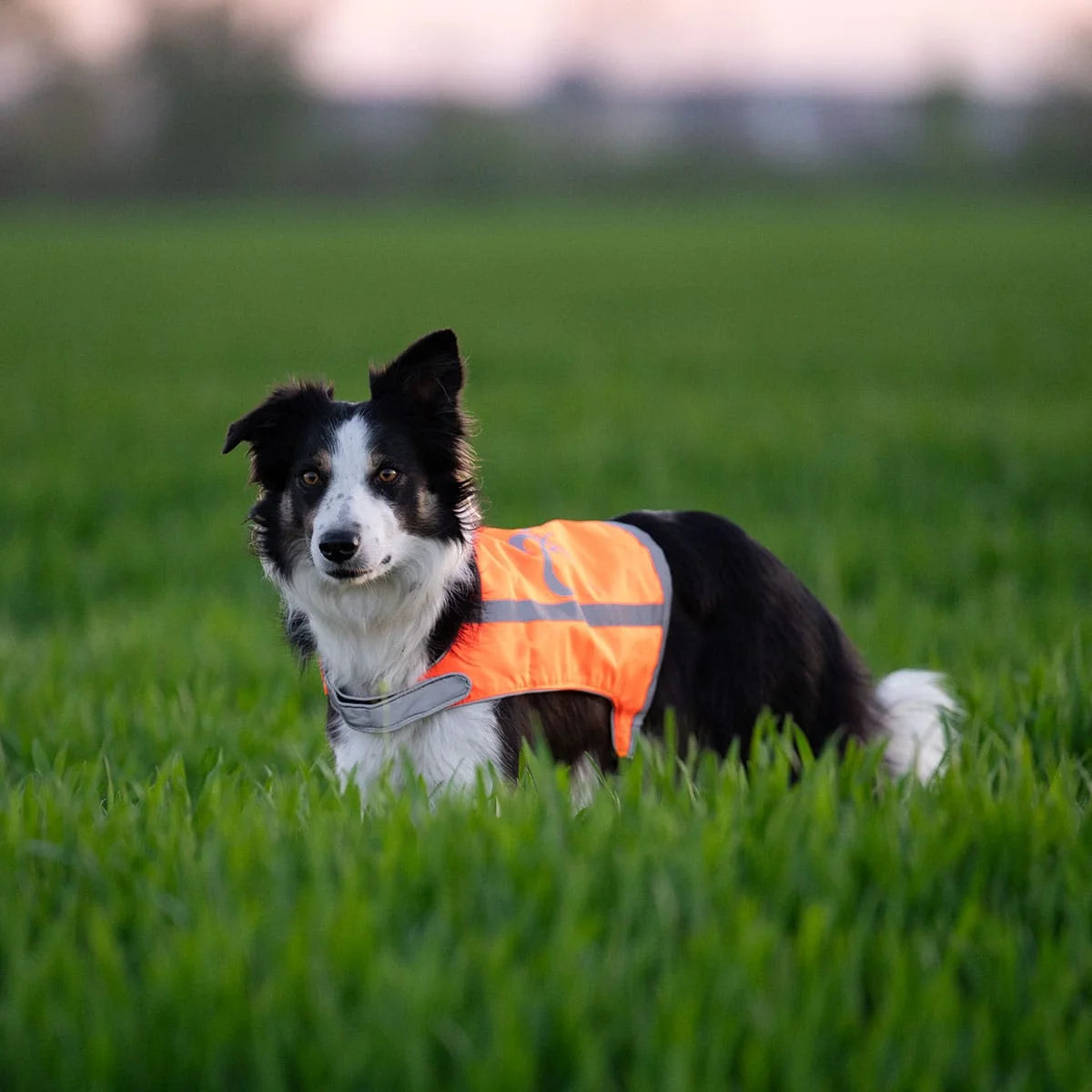 Axaeco Trapper Warnweste