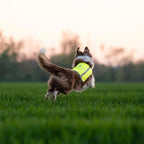 axaeco-trapper-warnweste-fuer-hunde-4