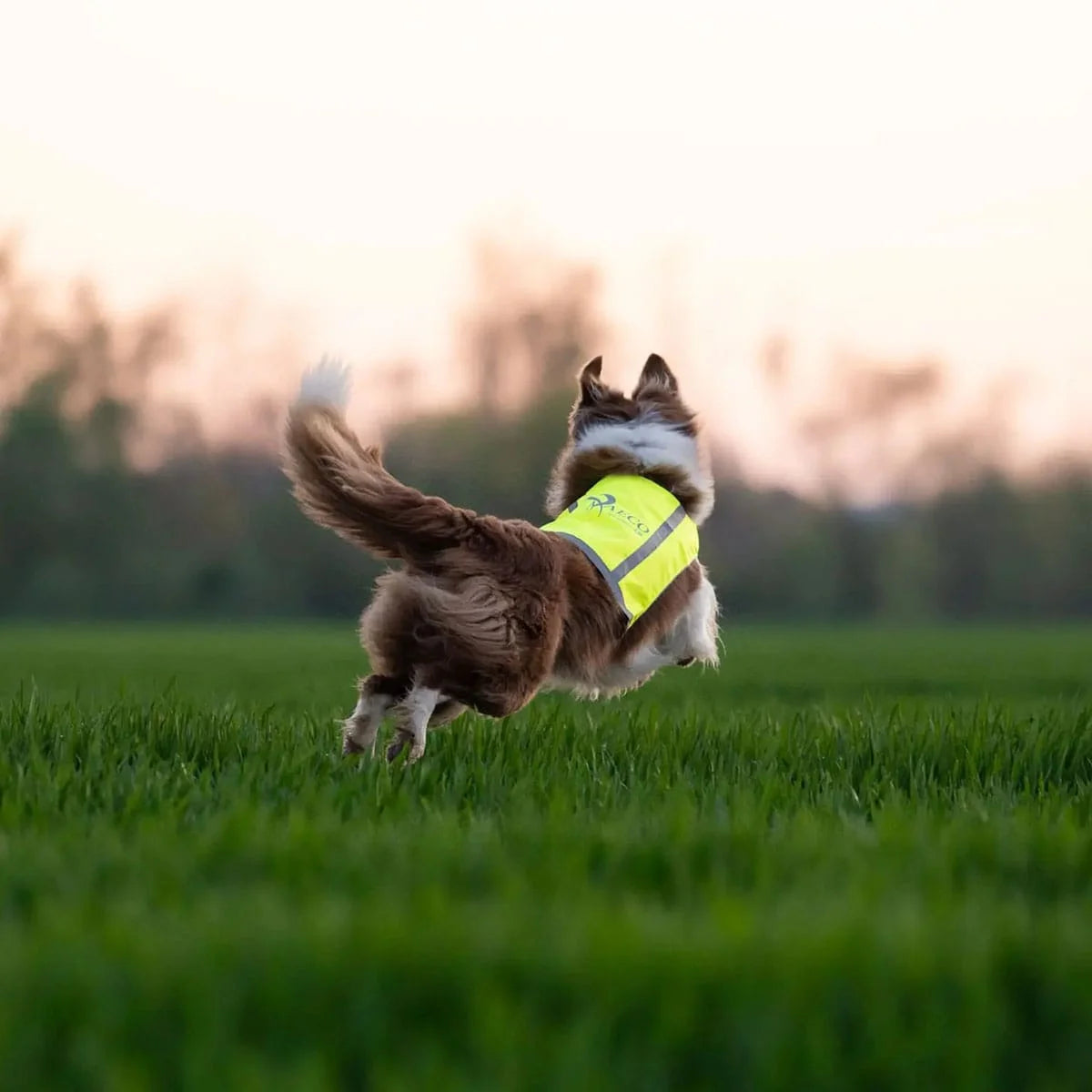 axaeco-trapper-warnweste-fuer-hunde-4