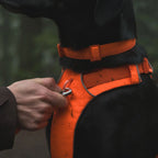 front-range-hundegeschirr-blaze-orange-leno-shop-7