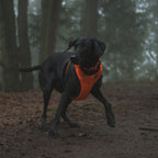 front-range-hundegeschirr-blaze-orange-leno-shop-8