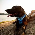 front-range-hundegeschirr-costal-mountains-leno-shop-8