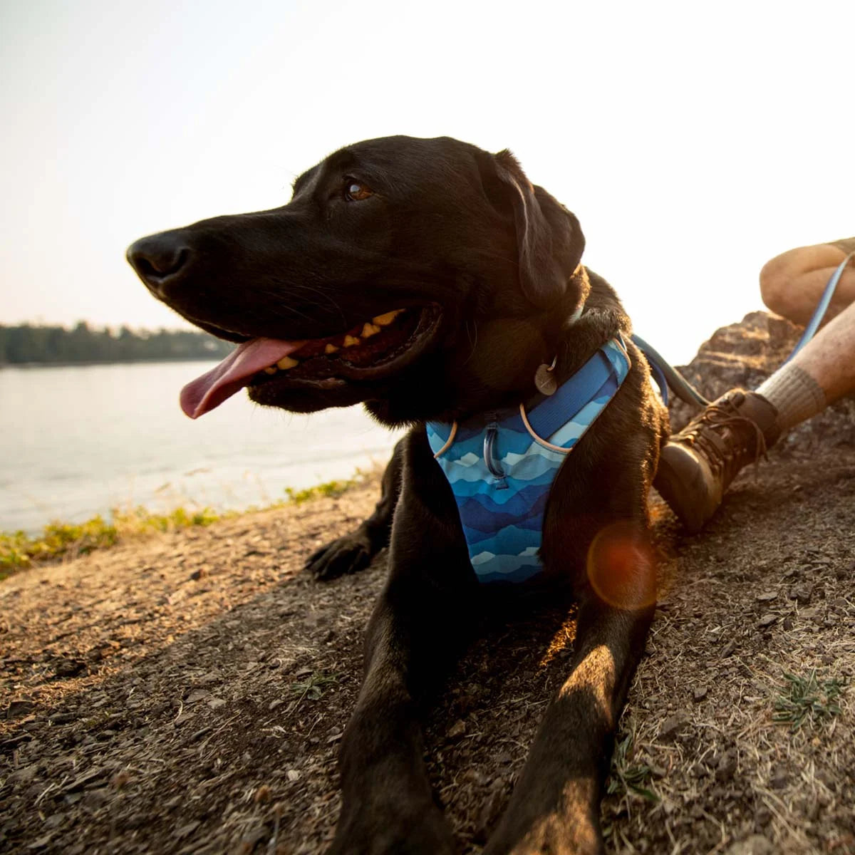 front-range-hundegeschirr-costal-mountains-leno-shop-8