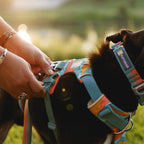 front-range-hundegeschirr-spring-mountains-leno-shop-7