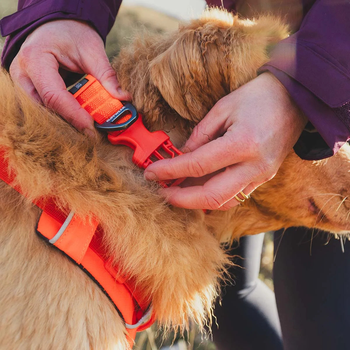 front-range-hundehalsband-blaze-orange-leno-shop-4