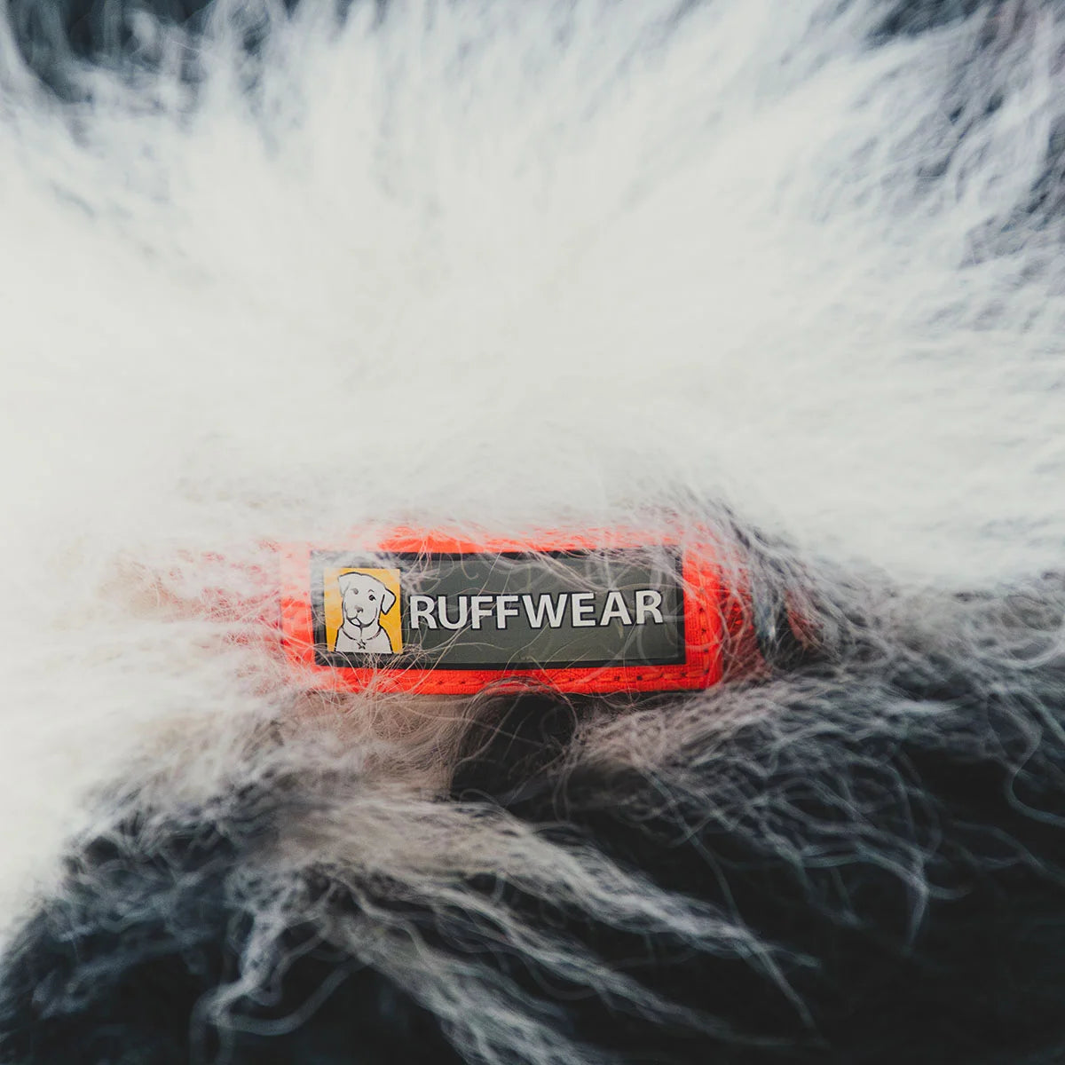 front-range-hundehalsband-blaze-orange-leno-shop-5