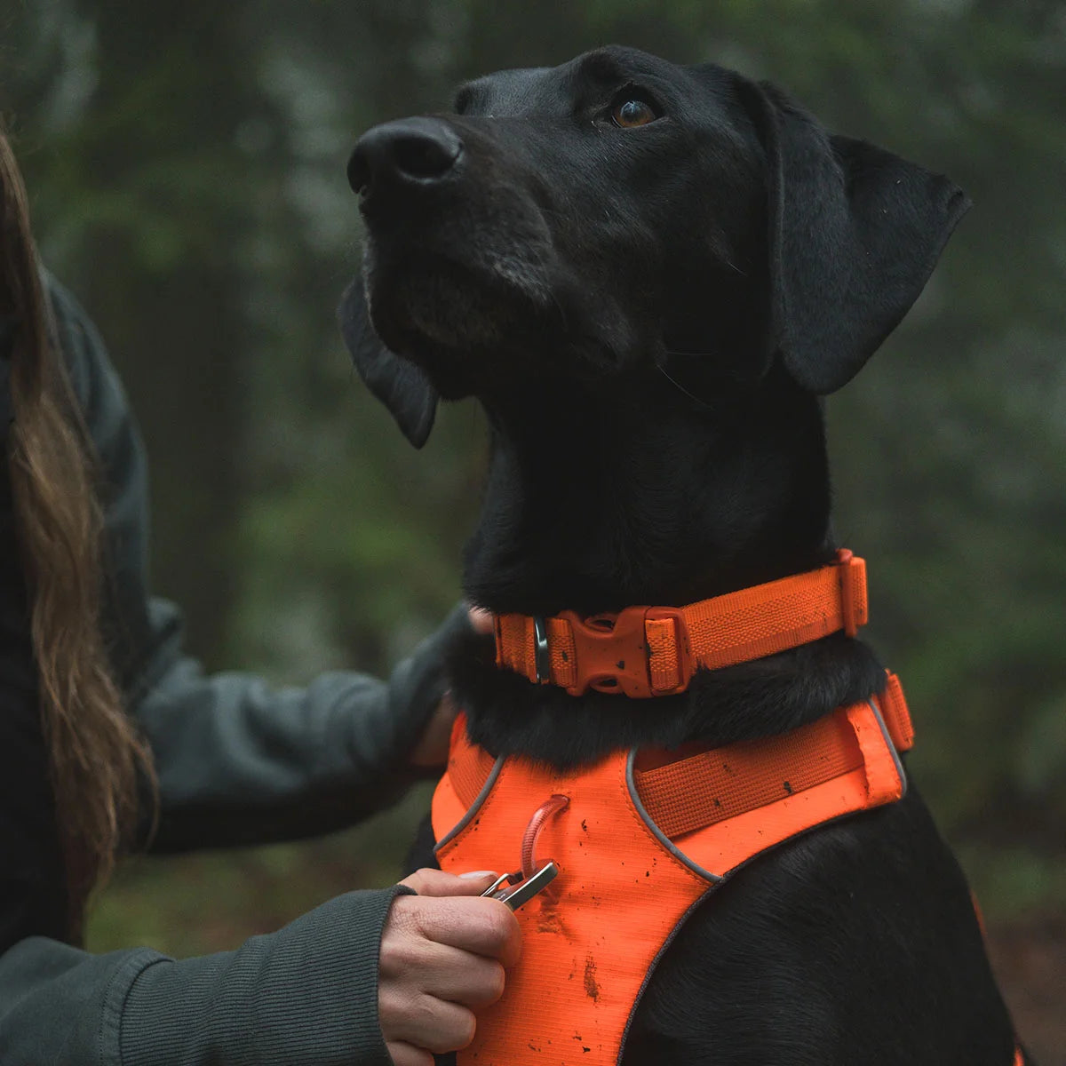 front-range-hundehalsband-blaze-orange-leno-shop-6