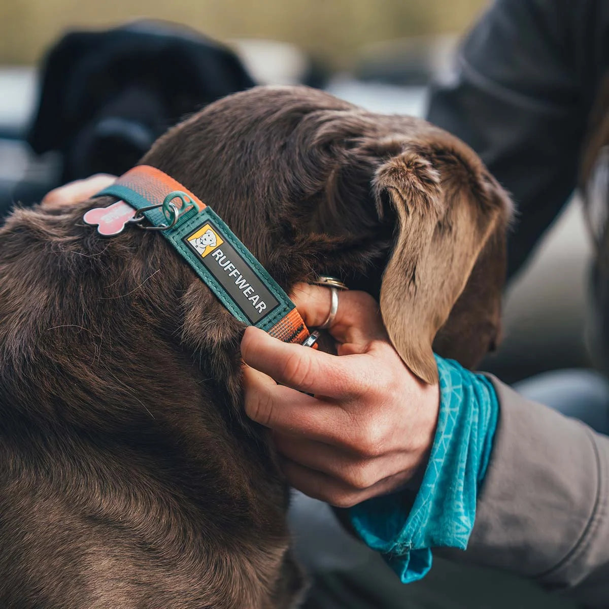 front-range-hundehalsband-spring-fade-leno-shop-10