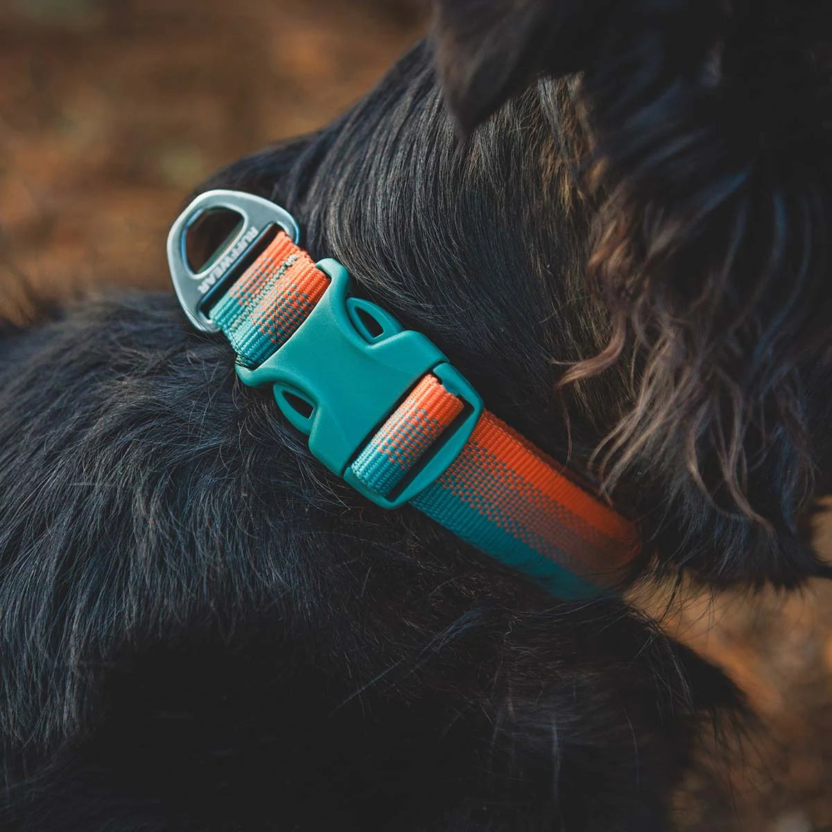 front-range-hundehalsband-spring-fade-leno-shop-6