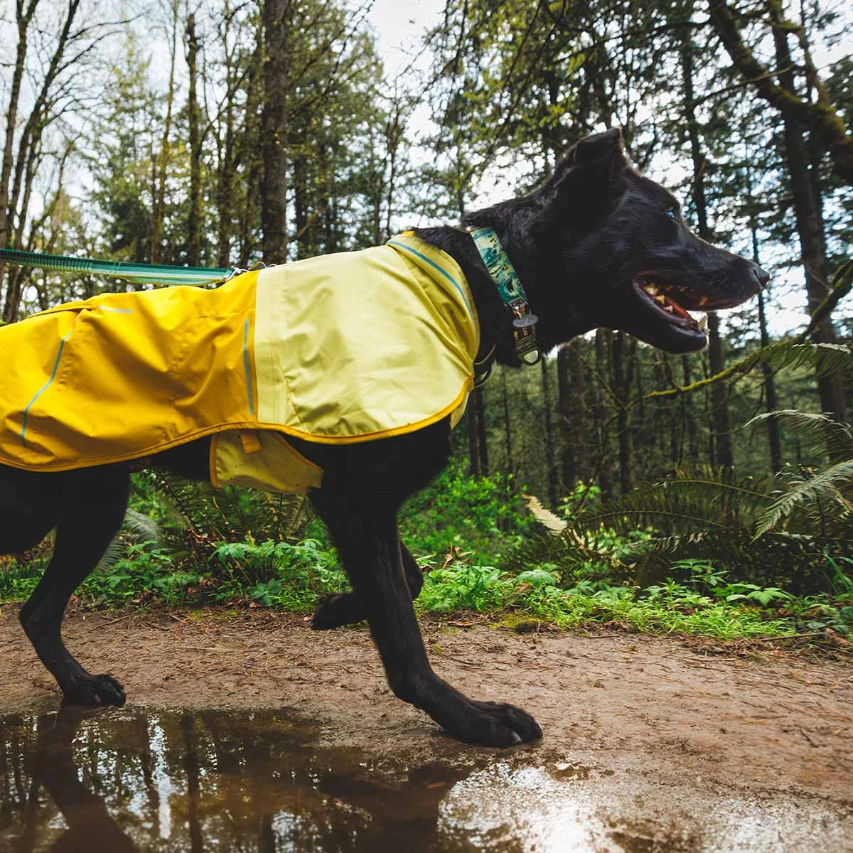 front-range-hundehalsband-sweeping-sage-leno-shop-7