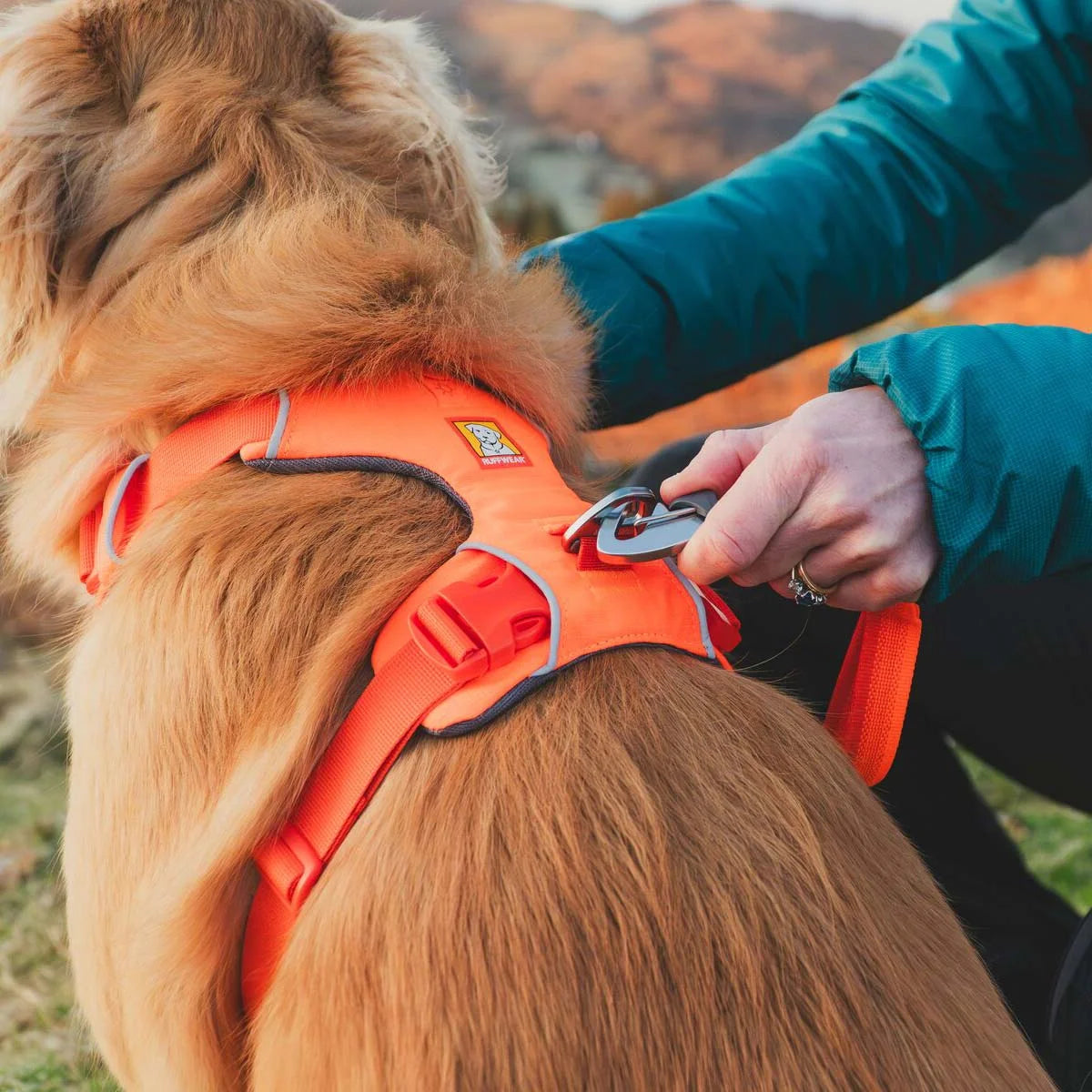 front-range-hundegeschirr-blaze-orange-leno-shop-6