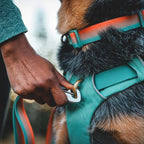 front-range-hundeleine-spring-fade-leno-shop-4