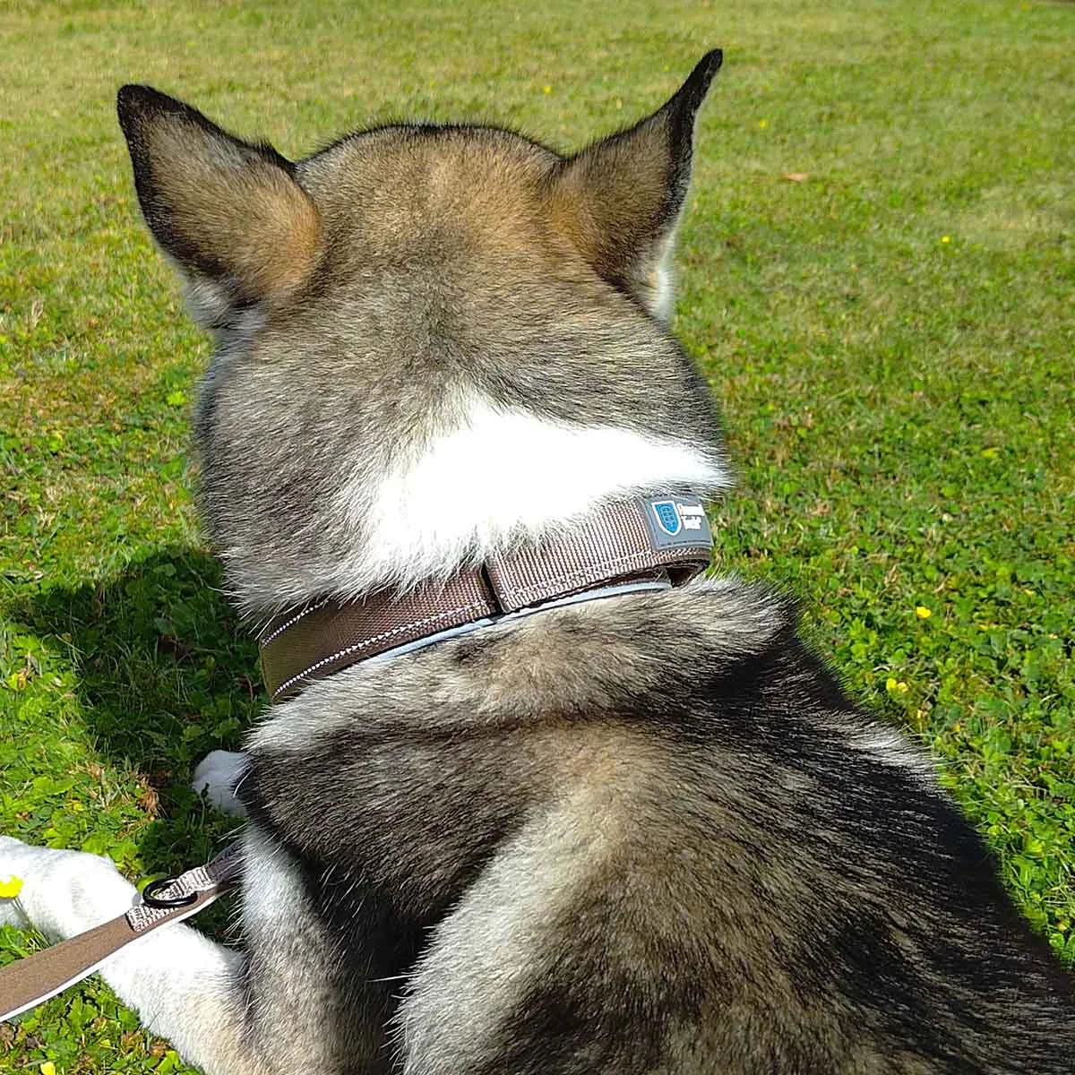 armoredtech-dog-control-halsband-leno-shop-6