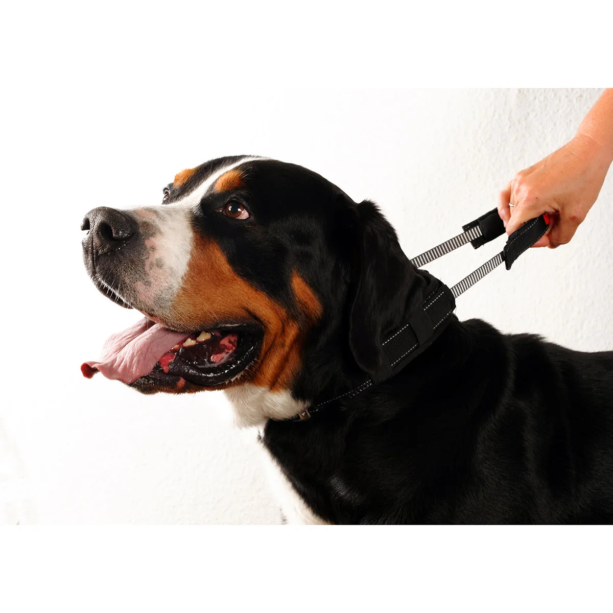 patentopet-halsband-sport-leno-shop-2