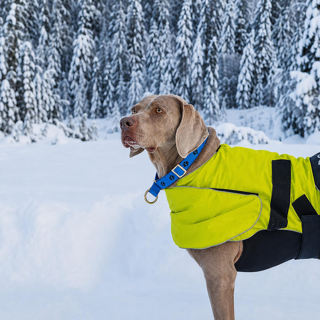 Axaeco Zugstopp Halsband – Verstellbares Kontrollhalsband für starke Hunde