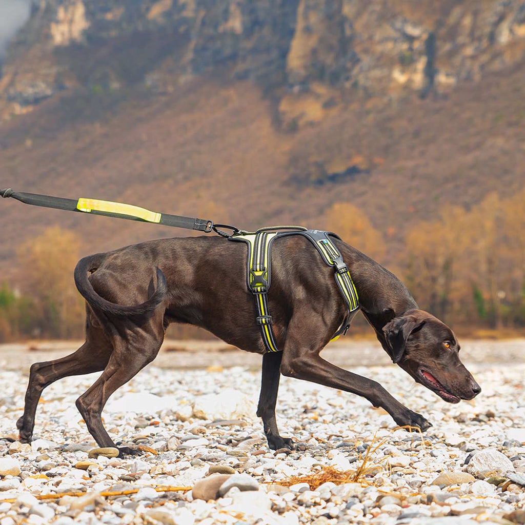Dog harness with handle - Axaeco 4 Season Power Harness