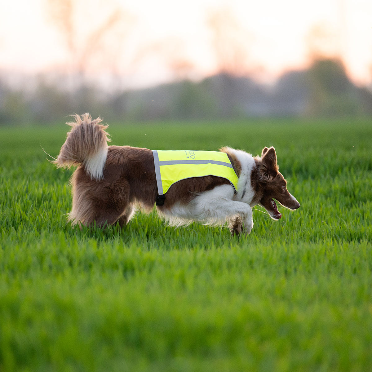 Warnweste für Hunde - Axaeco Trapper
