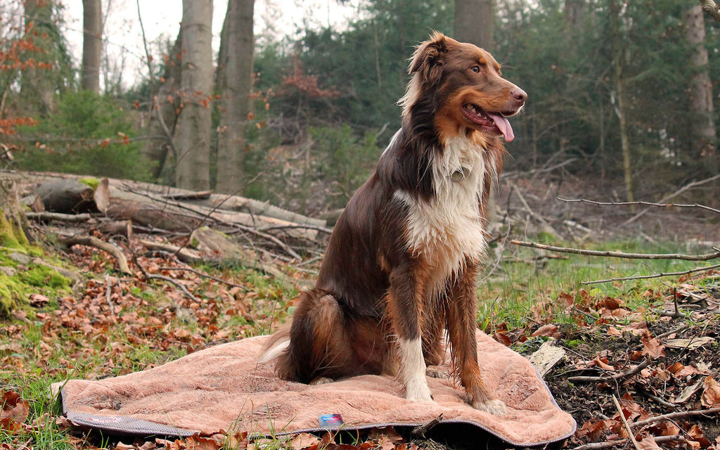 Samos dog blanket - thermo-insulating outdoor blanket, water-repellent &amp; reversible for summer &amp; winter (silver-grey)