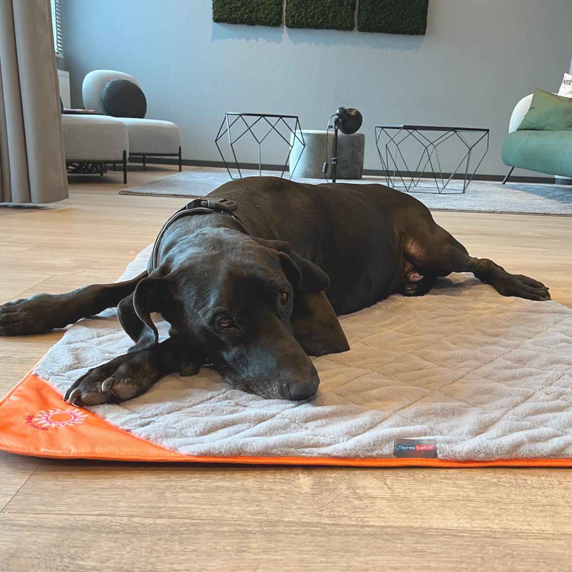 Hundedecke Samos - thermo-isolierende Outdoor-Decke, wasserabweisend & wendbar für Sommer & Winter