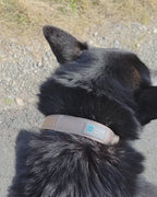 Hundehalsband mit Griff - ArmoredTech Dog Control Halsband